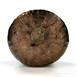 Bronze/Aluminum Water Oak Acorn Cast - Cap Picture.
